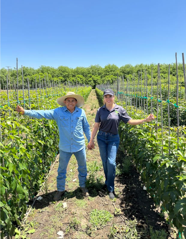 Healthy bare root trees cultivated for wholesale distribution in California's Central Valley.