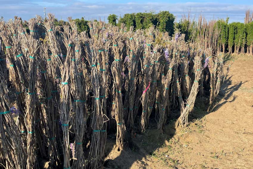 bare root trees for wholesale in california