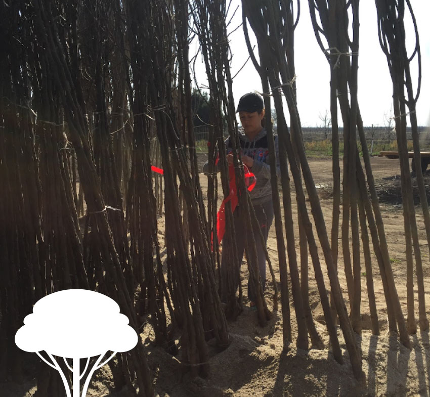Central Valley Nursery's, your tree nursery near me, providing  premium quality shade trees, ideal for large-scale planting.