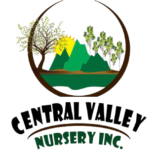 wholesale tree shades nursery in strathmore