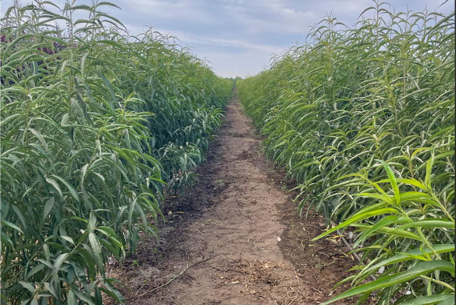 Wholesale tree and plant nursery, providing exceptional products for over two decades.