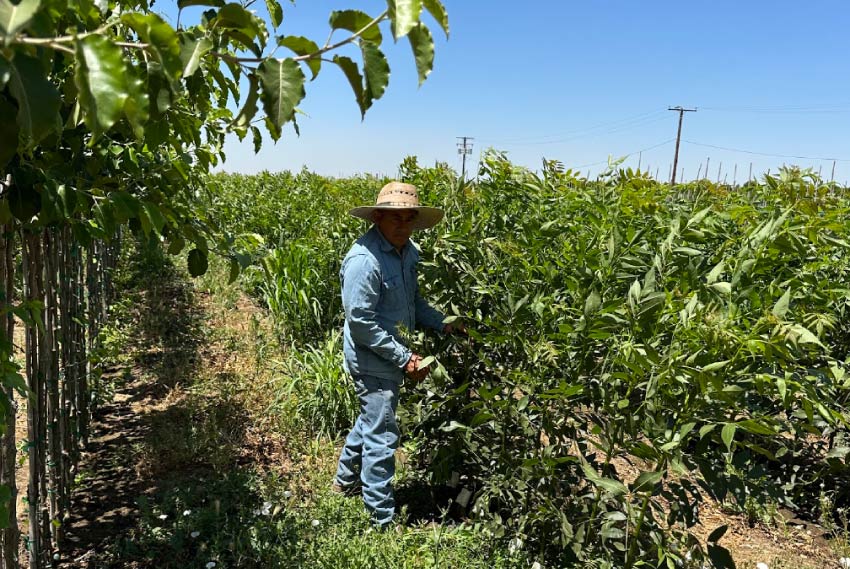 bare roots tree nursery near me in strathmore and central valley ca