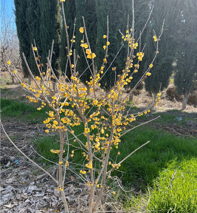 Fruit Trees from Our Central Valley Wholesale Nursery to the united states