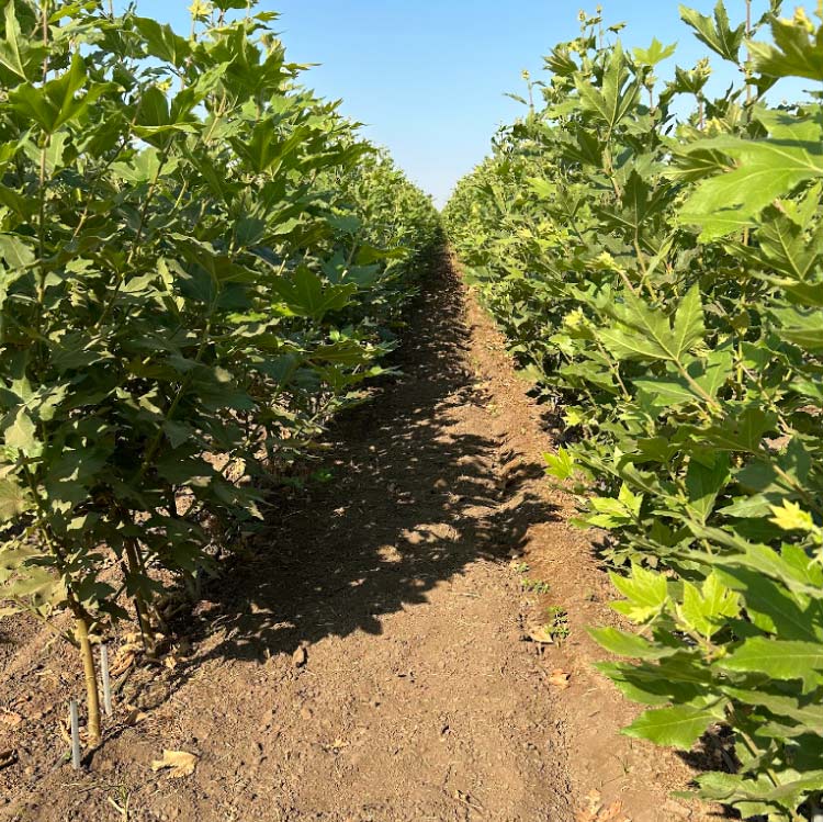 bare root Wholesale Nursery for Shade Trees in strathmore, ca