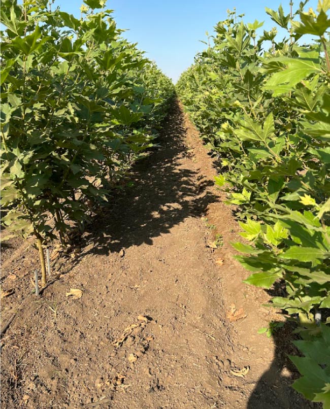 Central Valley Nursery Inc. is a tree and plant nursery  established in 2005