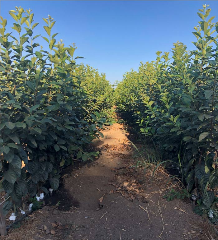 extensive selection of trees from a wholesale nursery in california