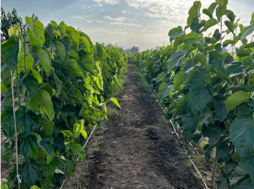 Expansive fields of young shade trees, perfect for landscaping and agricultural projects.