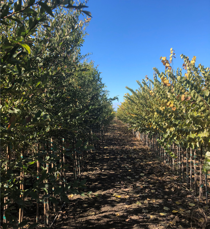 shade trees nursery from strathmore to the whole united states