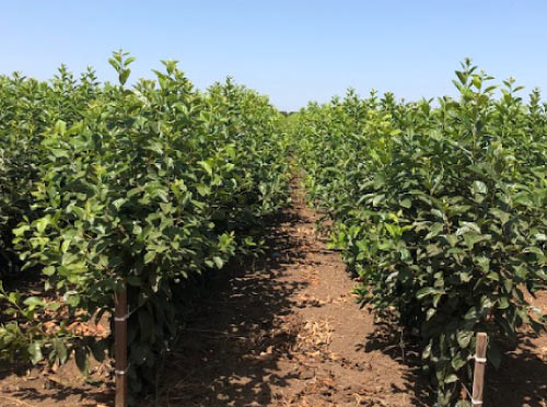 Rows of meticulously maintained shrub trees, ready for commercial and residential development.