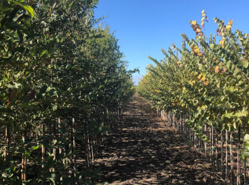 Lush Central Valley nursery showcasing mature shade and fruit trees ready for wholesale.