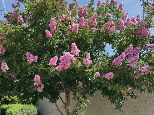 Diverse selection of ornamental and flowering trees, grown with quality in mind for nurseries.