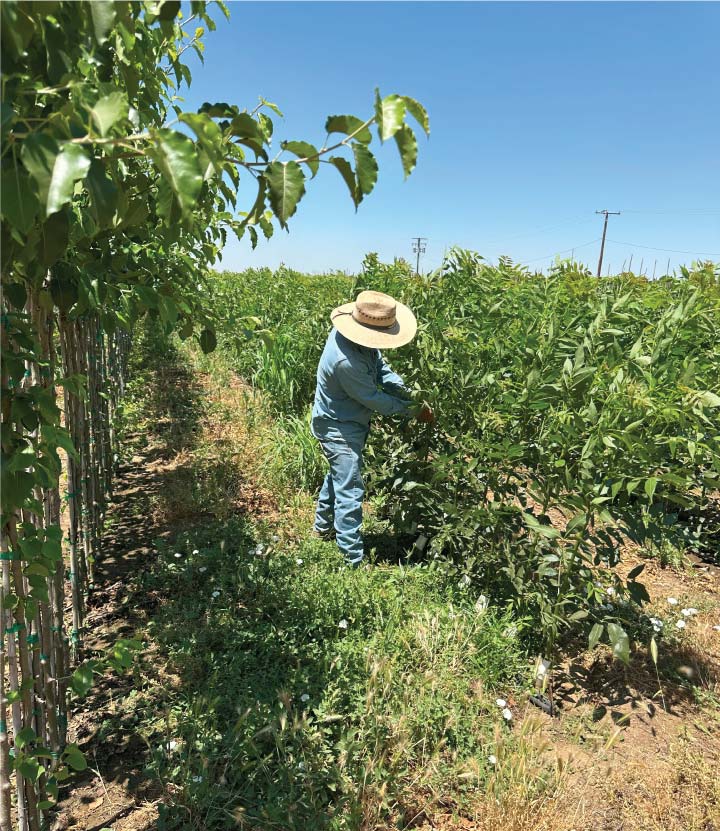 Bare-Root Wholesale Nursery Supplier of Flowering Trees
